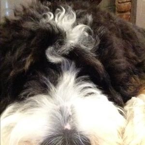 Meet your Posher, Ray.